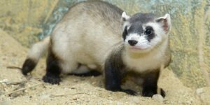 COLUMN: COVID-19 hurting the nurturing of ferrets in North America